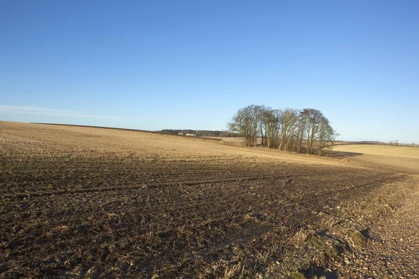 Landbouwgrond in januari — Stockfoto