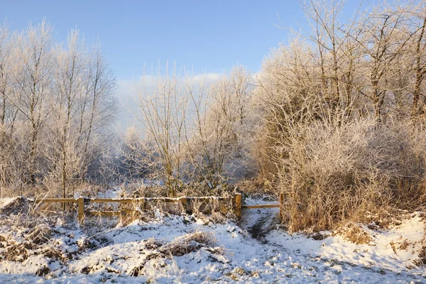 Boschi invernali — Foto Stock