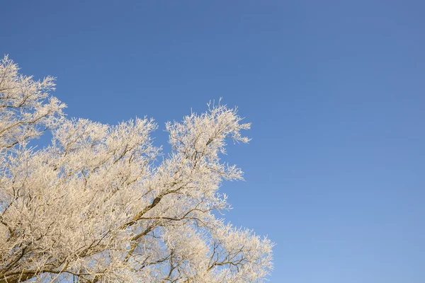 Haw frost pozadí — Stock fotografie