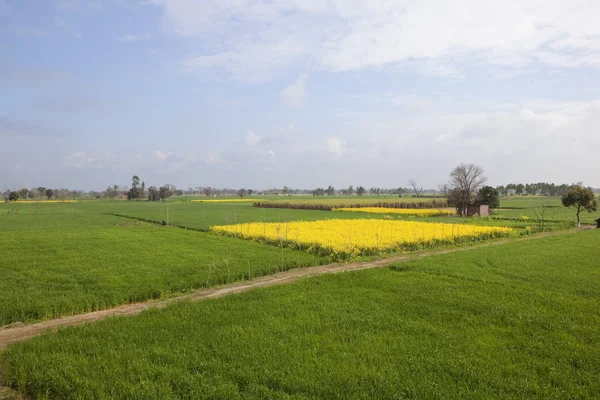 Punjabi landskap — Stockfoto