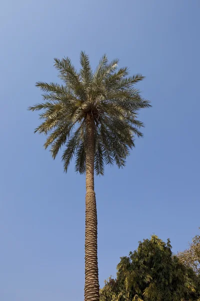 Tropische Palme — Stockfoto