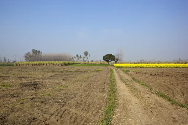 Agrarlandschaft Punjabi — Stockfoto