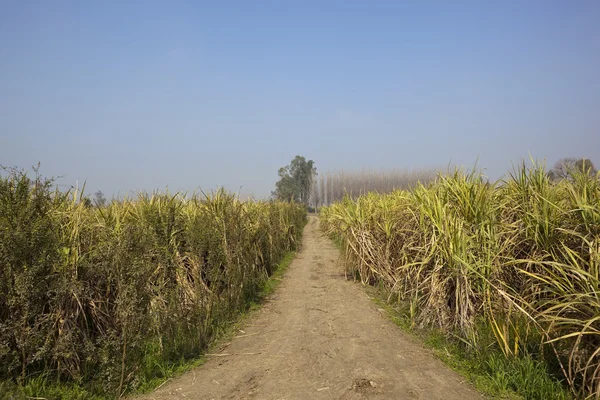 Feldweg im Punjab — Stockfoto