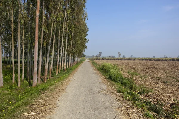 Punjabi country road — стоковое фото