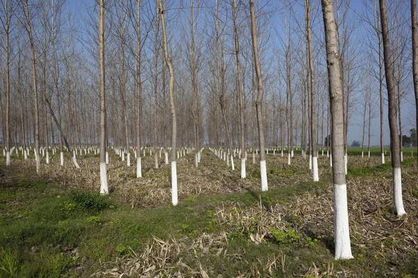 Balsam poplar plantation — Stock Photo, Image