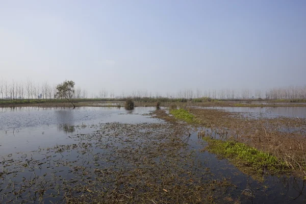 Keshopur marshes — Stock Photo, Image