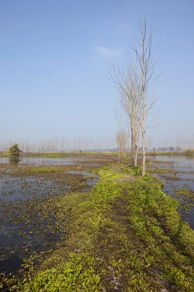 Punjabi marshland — Stock Photo, Image