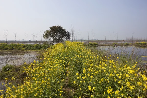 Wetlands of Keshopur — Stock Photo, Image