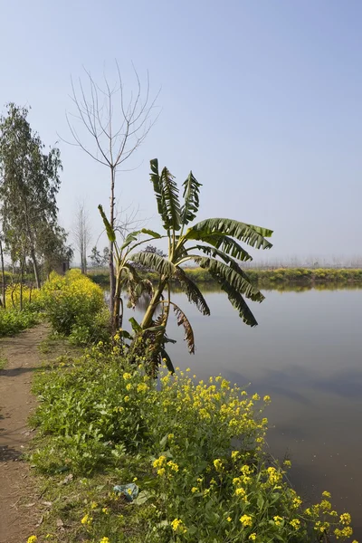 Zone umide del Punjabi — Foto Stock