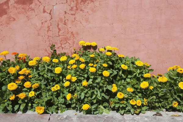 Flores de calêndula — Fotografia de Stock