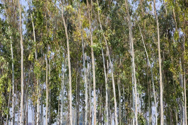 Eukaliptus tło — Zdjęcie stockowe