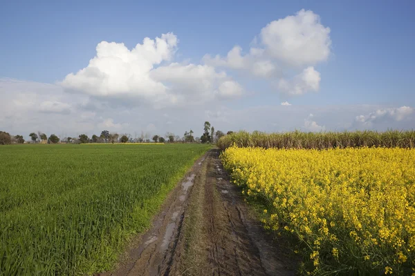 Classico paesaggio punjabi — Foto Stock