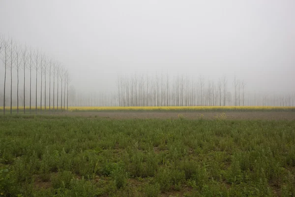 Misty Punjabi morning — Stock Photo, Image