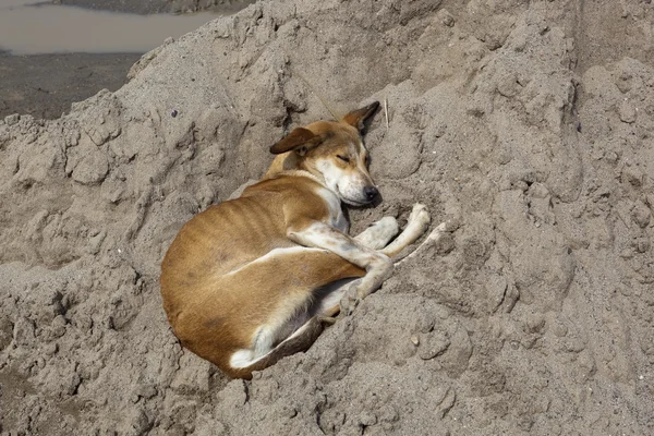 Cane dormiente — Foto Stock