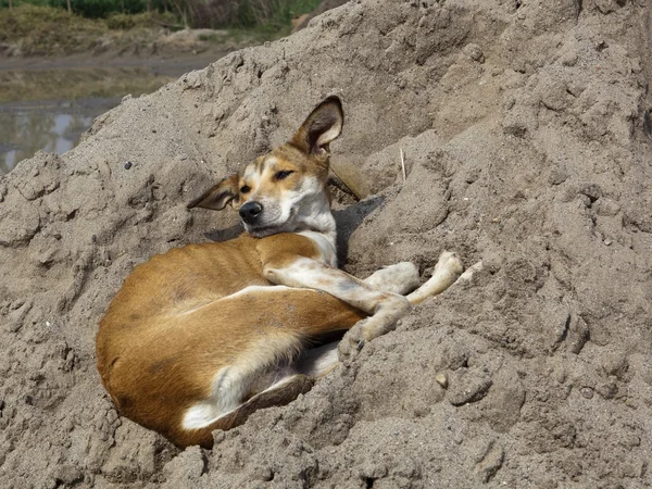 Пенджабская собака — стоковое фото