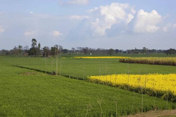 Punjabi countryside — Stock Photo, Image