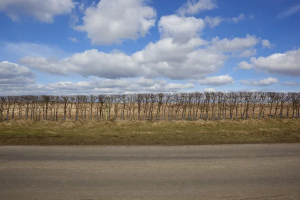 Weißdornhecke — Stockfoto