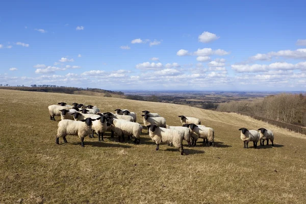 Sheep on the wolds — Stock Photo, Image