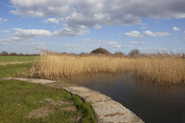 Camas de cana e canal — Fotografia de Stock