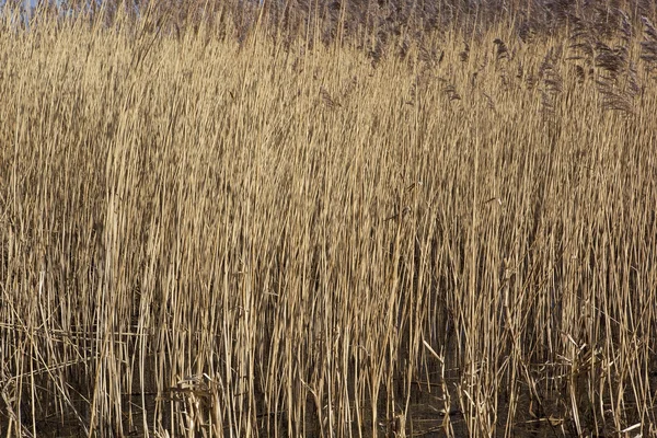 Vassbakgrund — Stockfoto