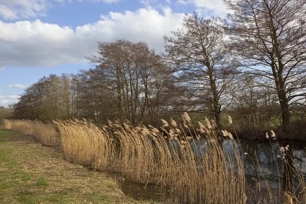 Canal and reeds — Stock Photo, Image