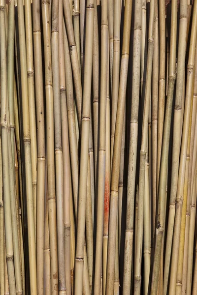 Bambusová hůl — Stock fotografie