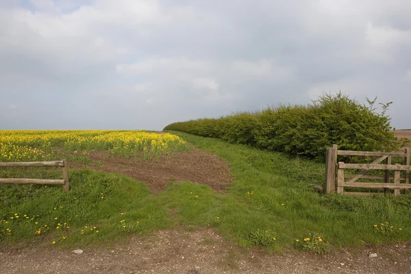 Canola achtergrond van een veld — Stockfoto