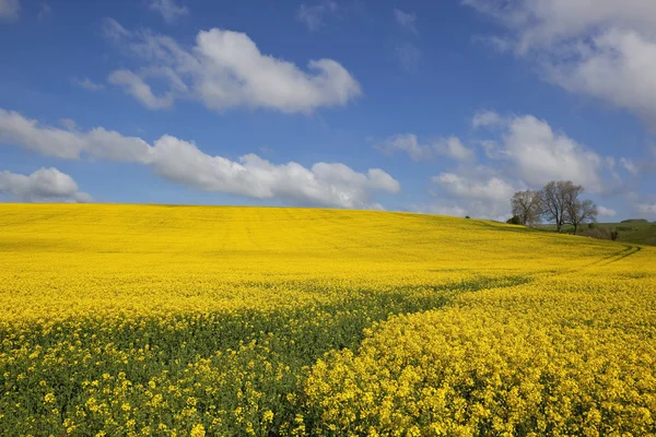 Canola colorida — Fotografia de Stock