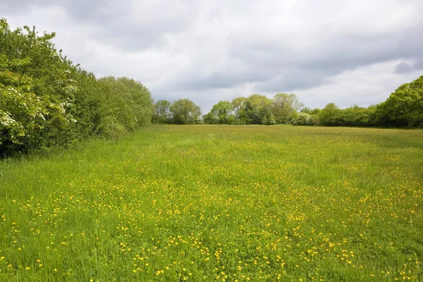 Wildflower äng — Stockfoto