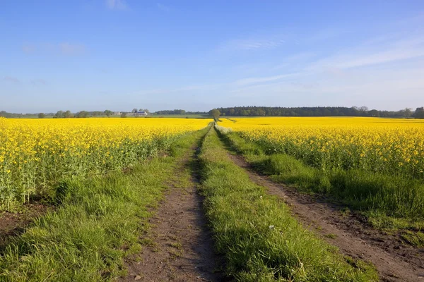 Campagna colorata — Foto Stock