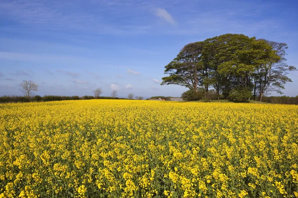 Bunte uralte Landschaft lizenzfreie Stockbilder