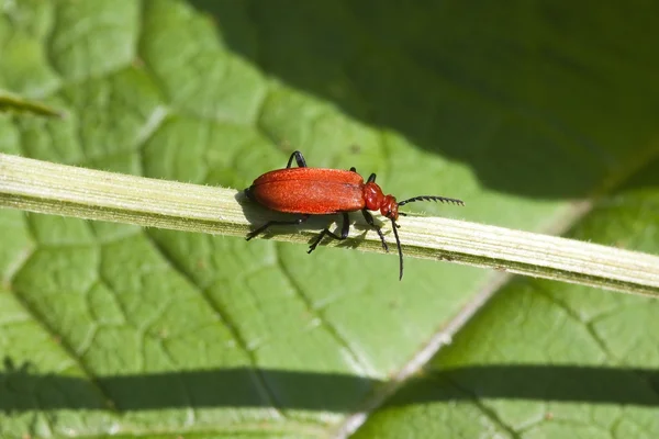 Cardinal beetle — Stock Photo, Image