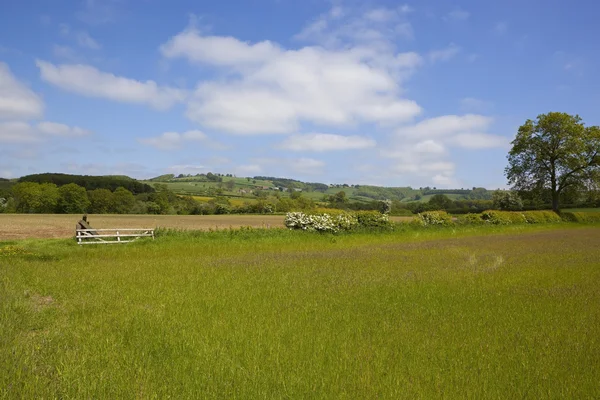 Yorkshire wolds meadows — Stock Photo, Image