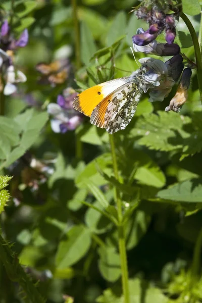 Orange tip butterfly — Stock Photo, Image