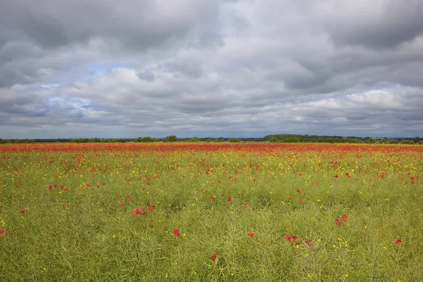 Canola and poppies — Stock Photo, Image