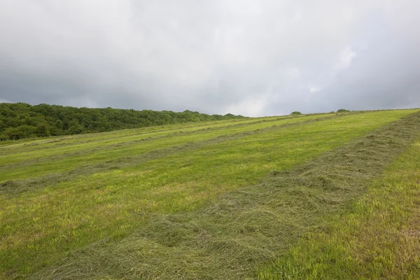 Heuwiese am Hang — Stockfoto