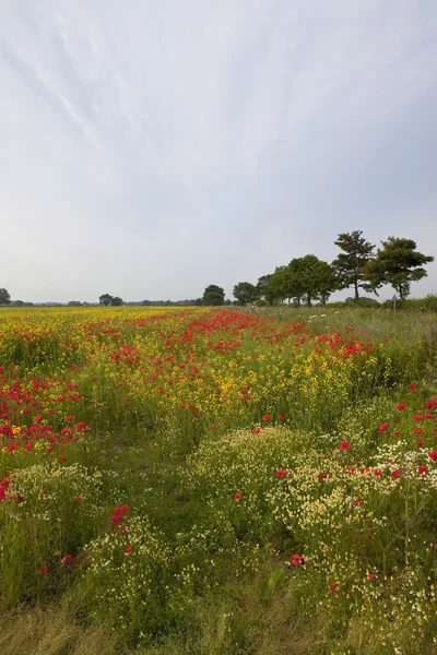 Agricultura e flores silvestres — Fotografia de Stock