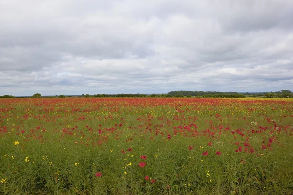 Champ de coquelicots — Photo