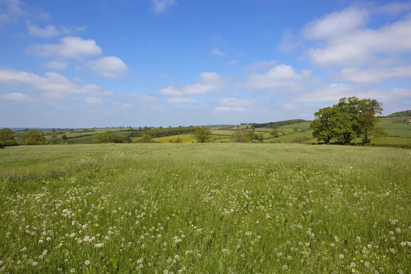 Traditional hay meadow — Stok fotoğraf