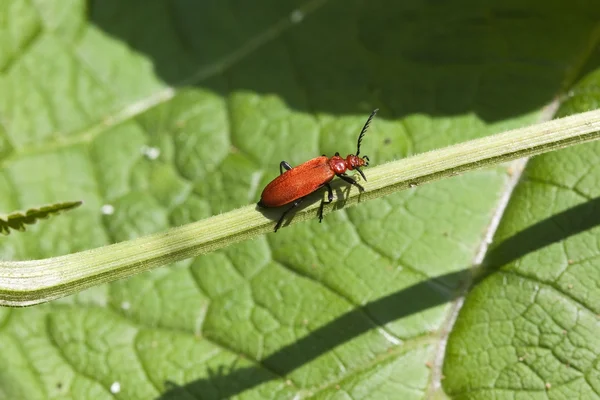 Red cardinal beetle — Stock Photo, Image