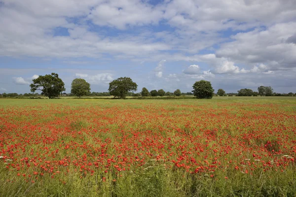 Sommerfarben — Stockfoto