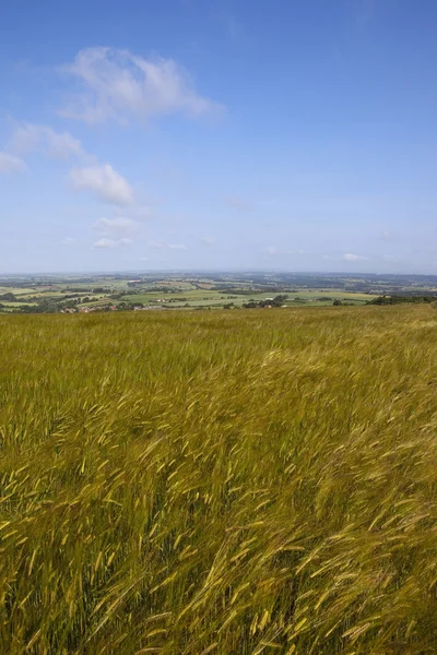 Barley under blue sky — Stock Photo, Image