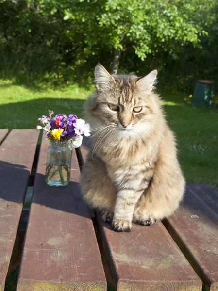 Katt med blomster – stockfoto