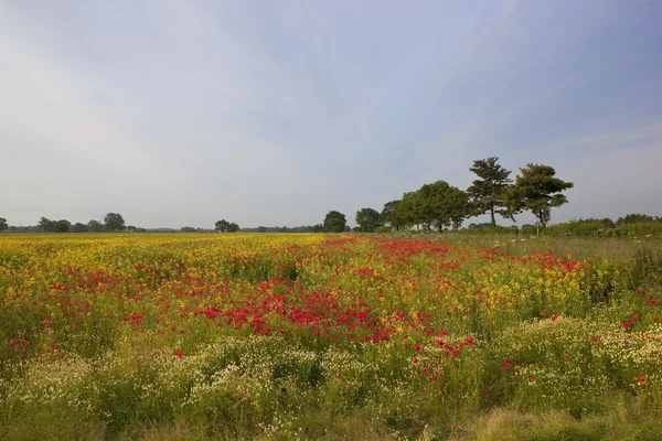 Färgglada fält — Stockfoto