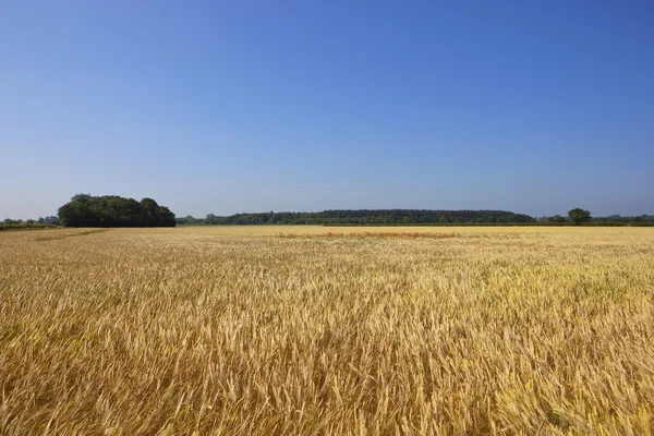 Sommaren korn fältet — Stockfoto