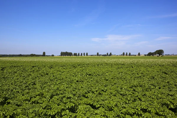 Letní bramborové úrody — Stock fotografie