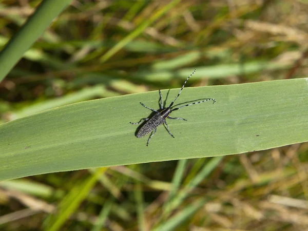 Long horn beetle — Stock Photo, Image