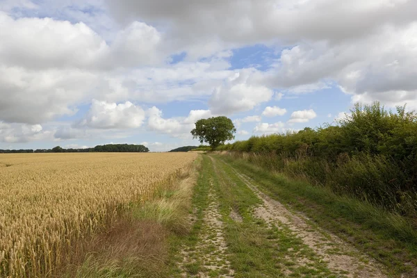 Tarweveld met boerderij track — Stockfoto