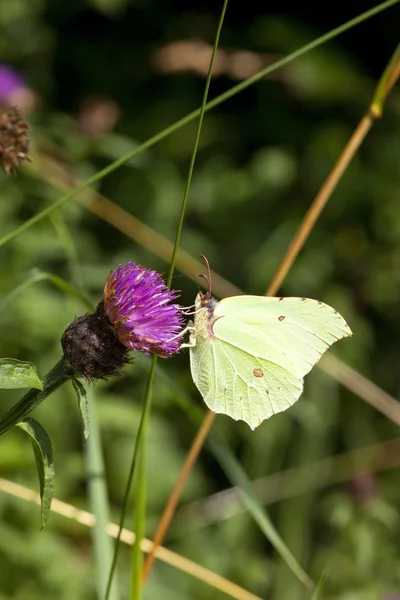 Brimstone butterfly — Stock Photo, Image