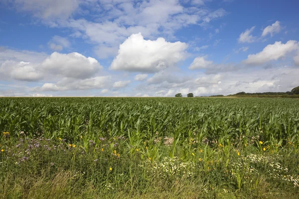 English maize crop — Stock Photo, Image